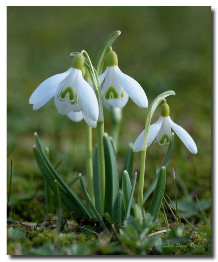 bilder frühblüher kostenlos