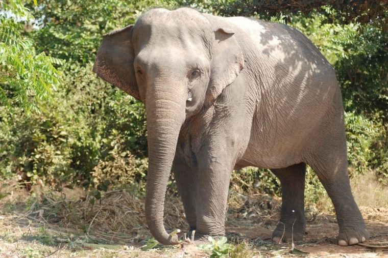 welche tiere leben in asien