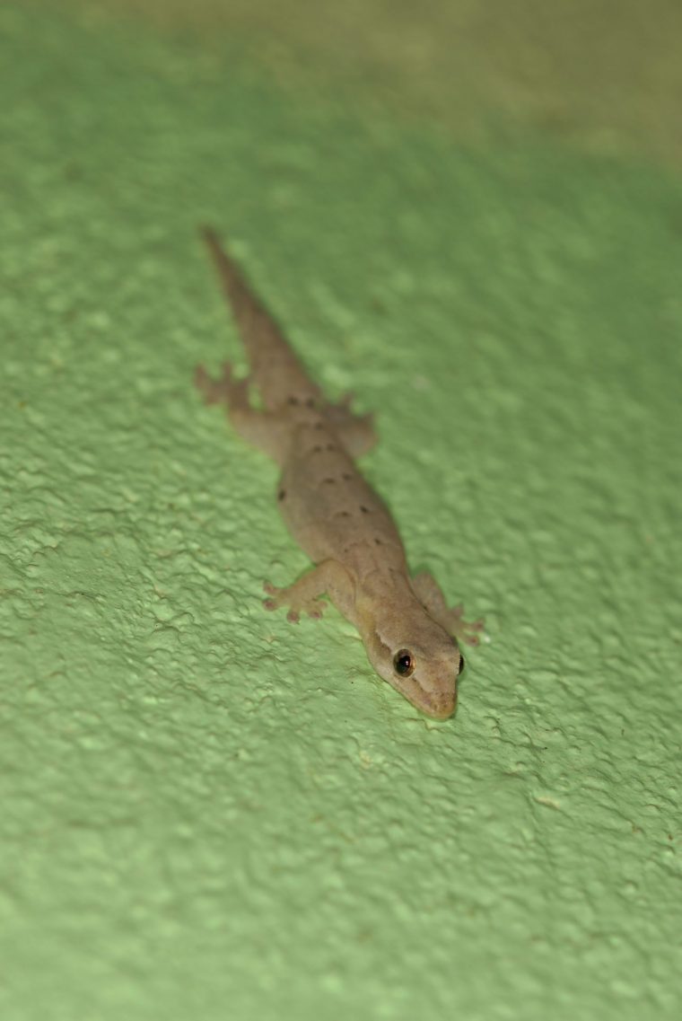 jungferngecko lepidodactylus lugubris