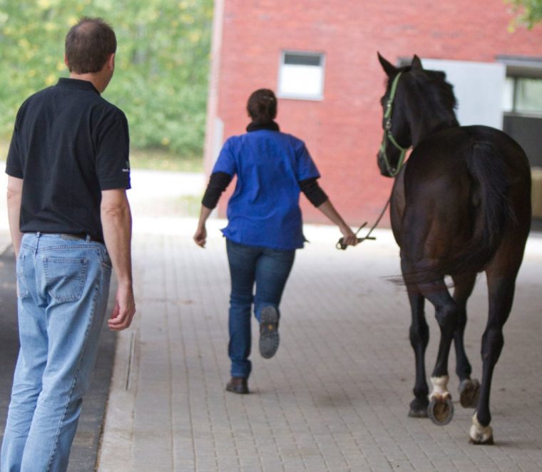 pferd mit spat kaufen