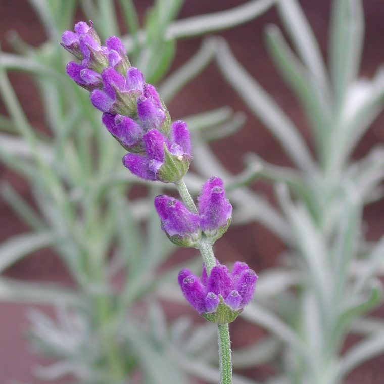 lavendel hidcote pink