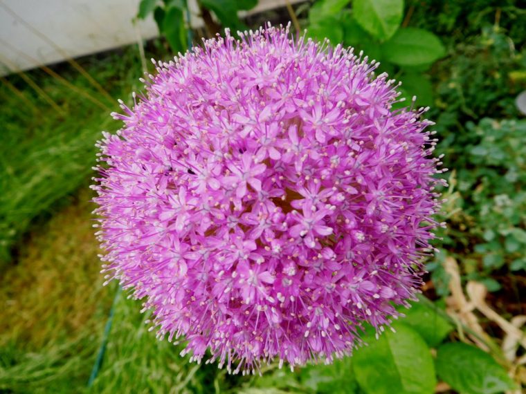 allium stuttgarter riesen