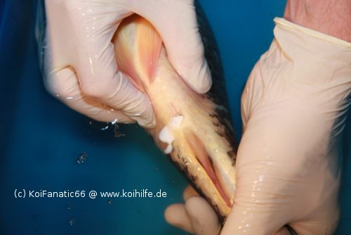 sperma riecht nach fisch