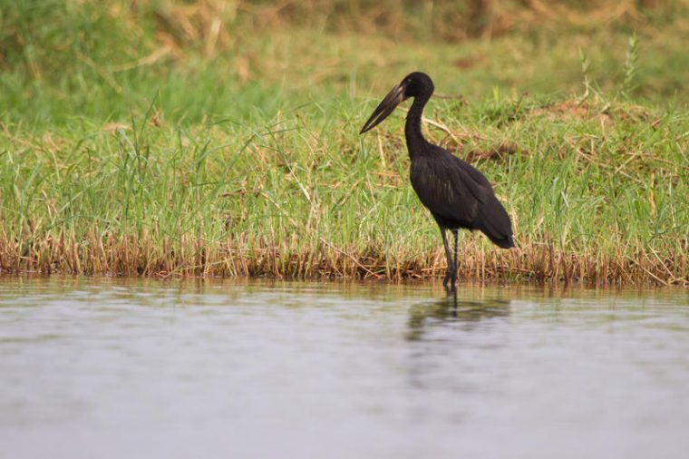 afrikanischer storchvogel 6 buchstaben