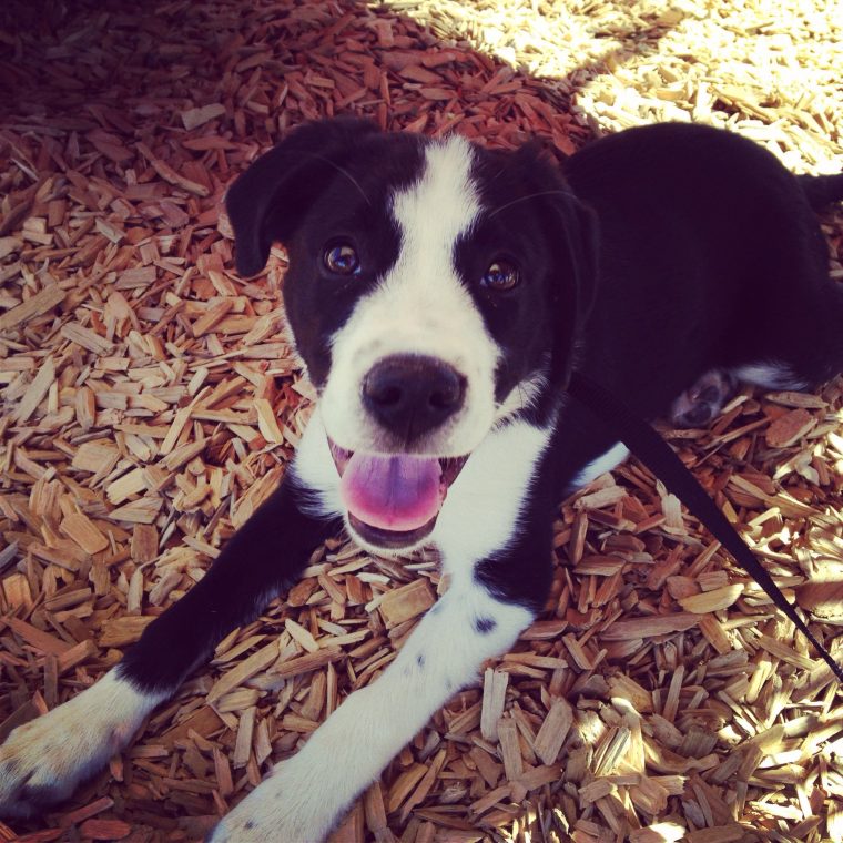 border collie labrador mix erfahrungen