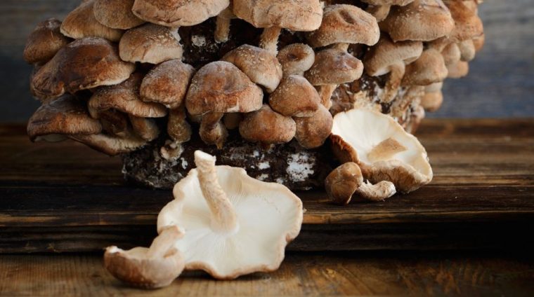 getrocknete shiitake pilze zubereitung