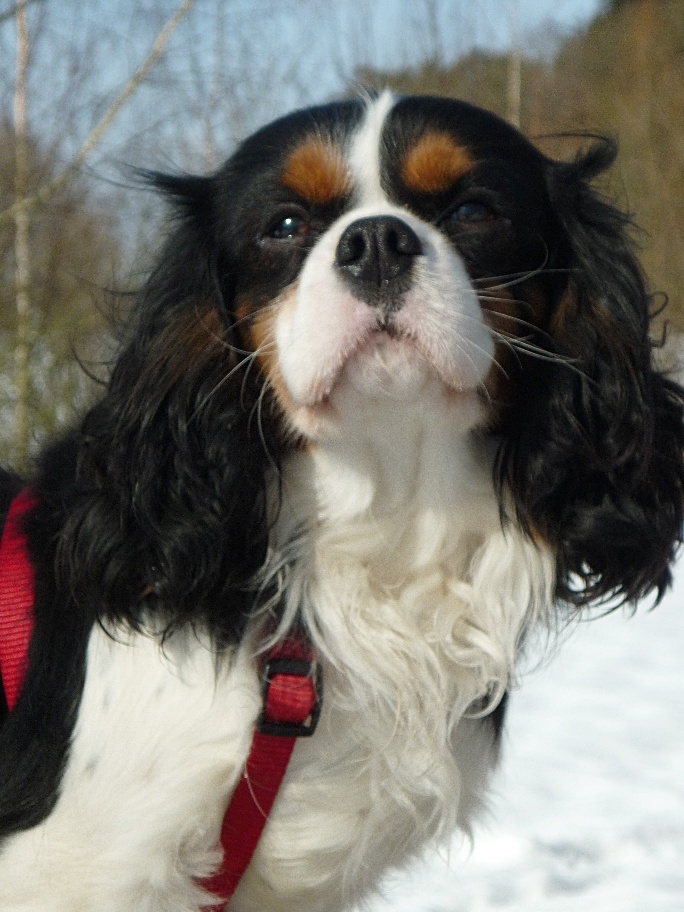 cavalier king charles spaniel erfahrungsbericht