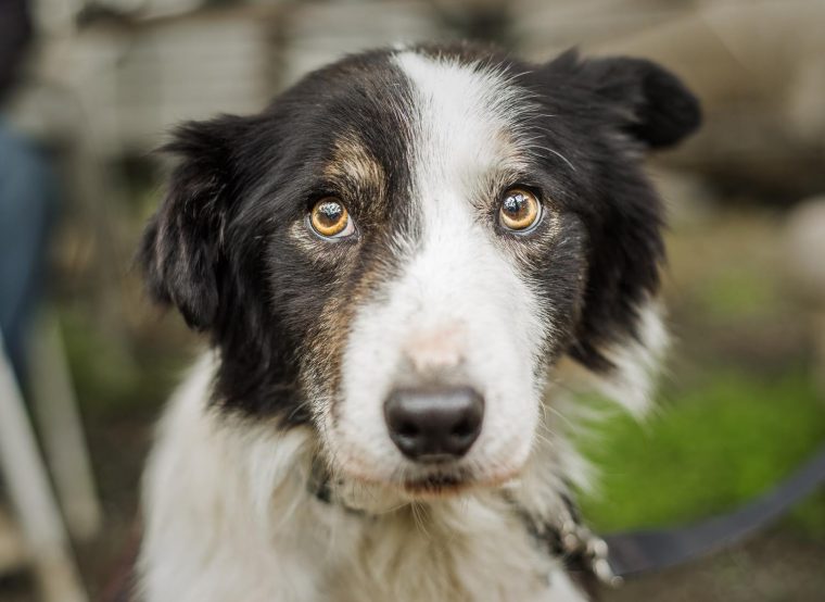 berühmter collie aus einer tv reihe