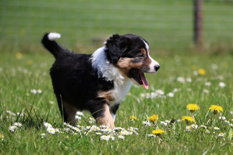 berner sennenhund welpe bayern