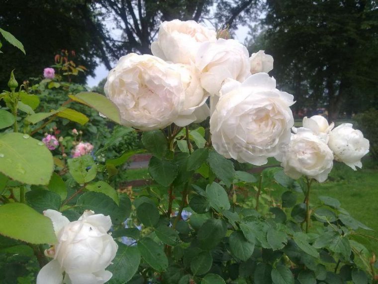 castle eine rose für immer und ewig