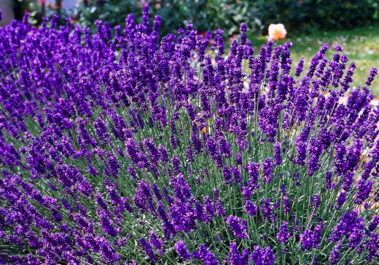 lavandula angustifolia dwarf blue