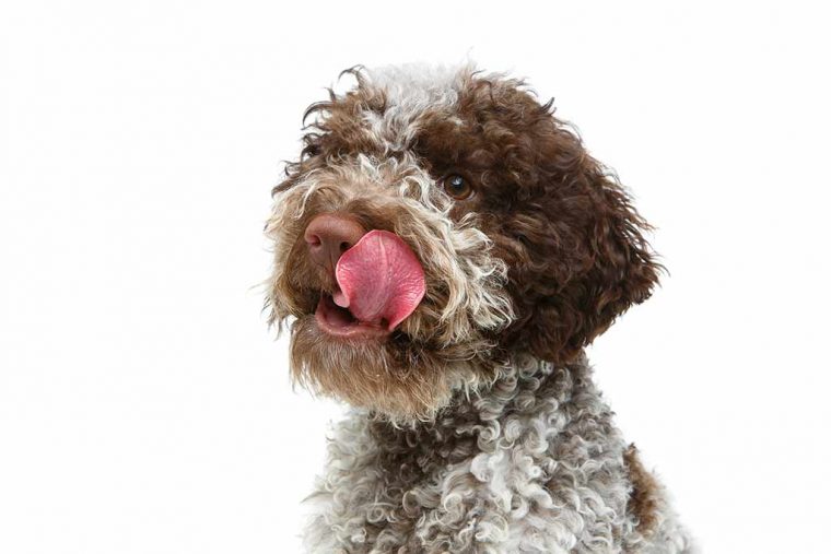 lagotto romagnolo krankheiten