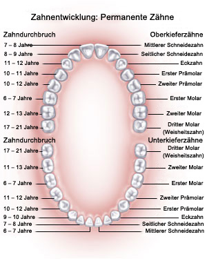 zahnflächen bezeichnungen zahnflächen bild