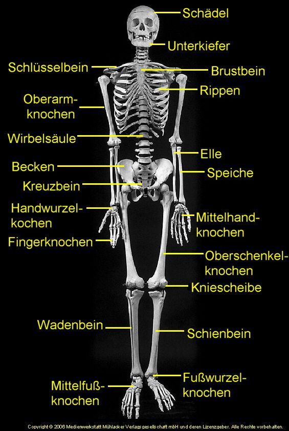 schutzhülle im skelett kreuzworträtsel