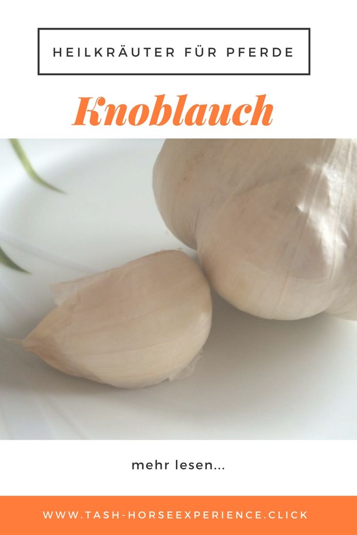 pferd knoblauch füttern