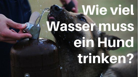 wie lange hund ohne wasser