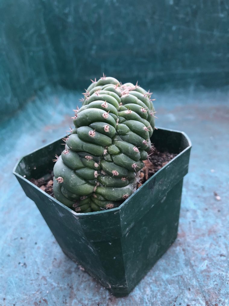 san pedro cactus