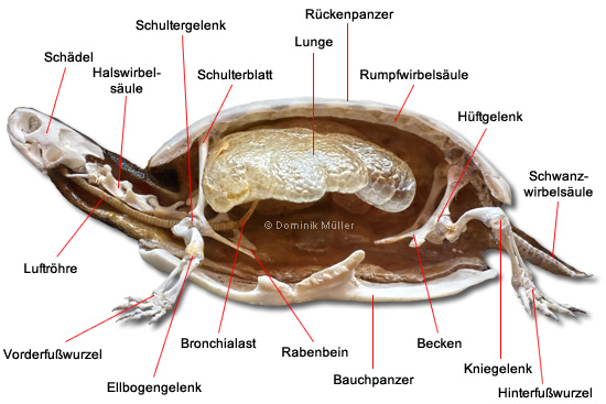 mund einer schildkröte innen