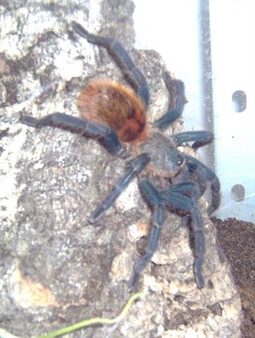 chromatopelma cyaneopubescens haltung