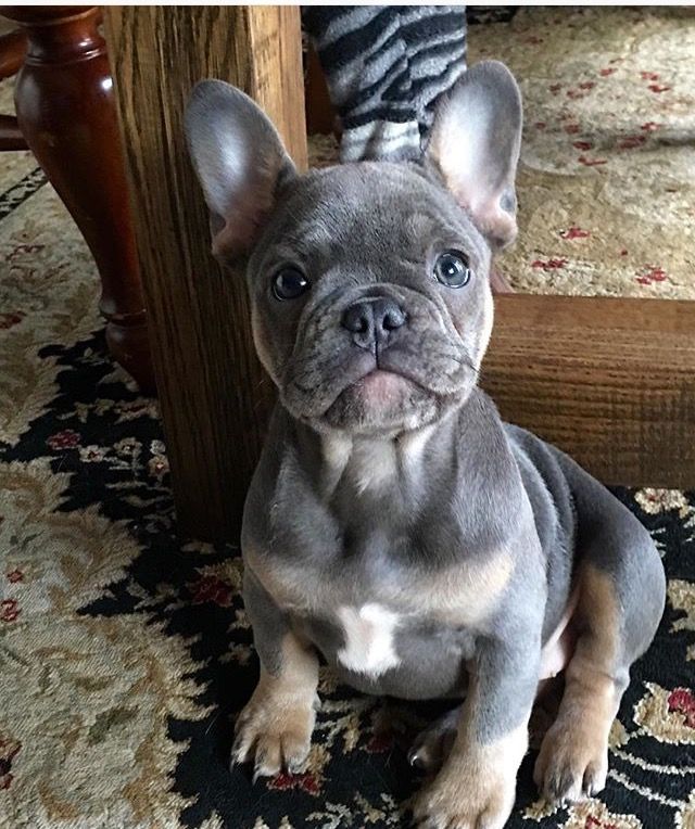 französische bulldogge blue fawn