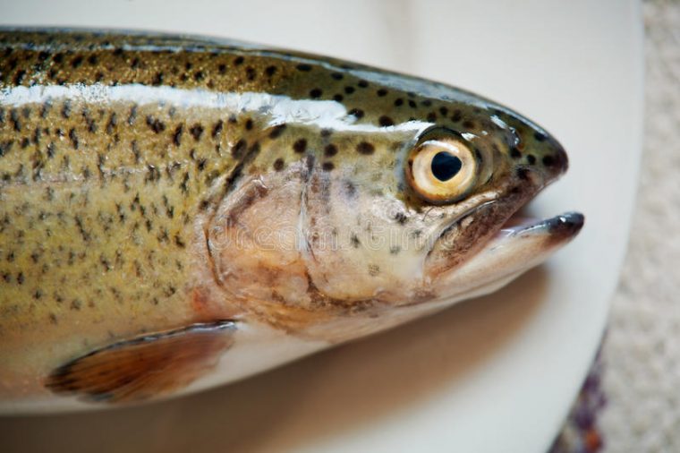 fisch steht auf dem kopf