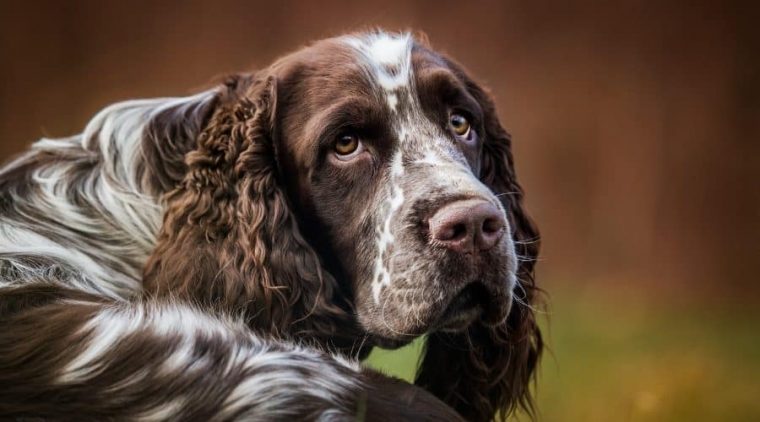 english springer spaniel abzugeben