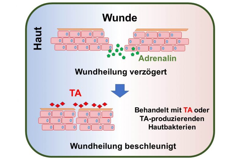 zahn gezogen wundheilung beschleunigen homöopathie