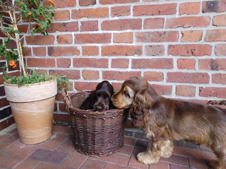 cocker spaniel braun welpe