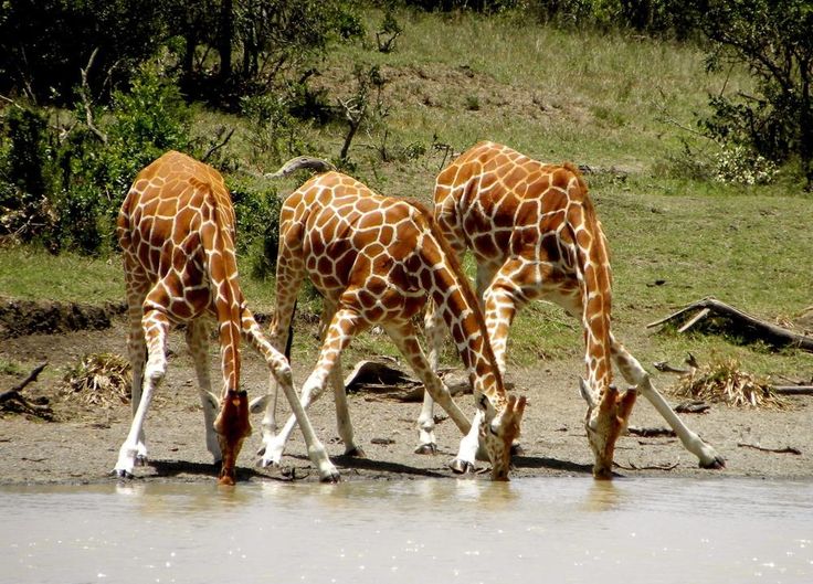 sie kann länger ohne wasser leben als ein kamel