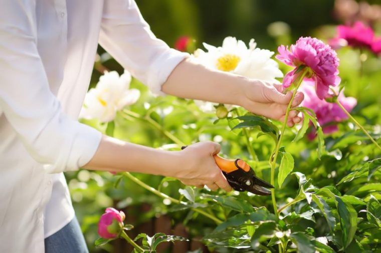 fleurs à couper au jardin