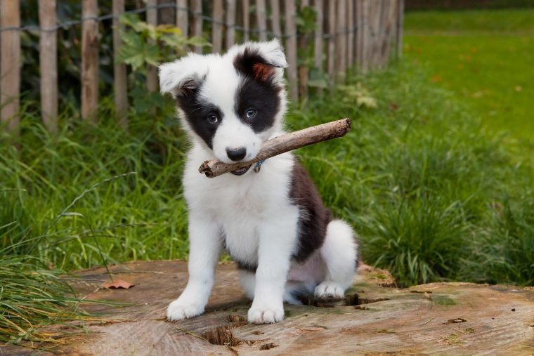 border collie mix welpen