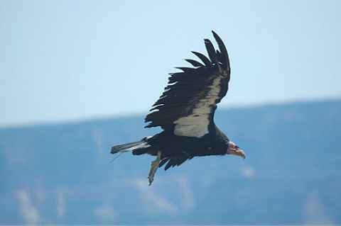 california condor chapter 1 white horse