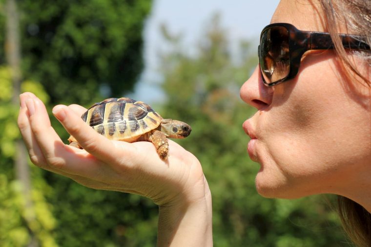 tortue de jardin