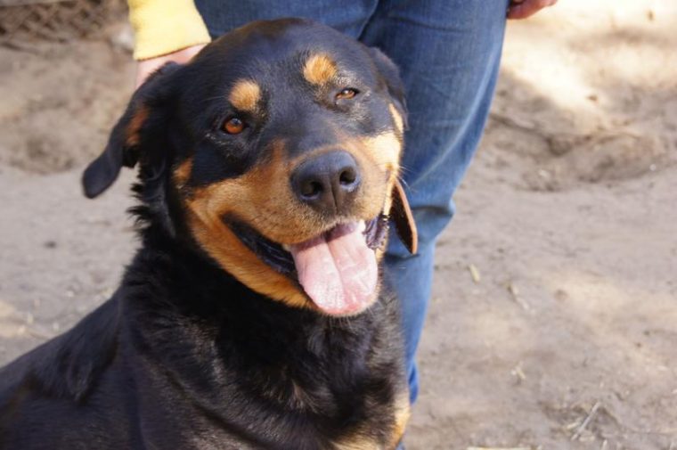 rottweiler berner sennen mix