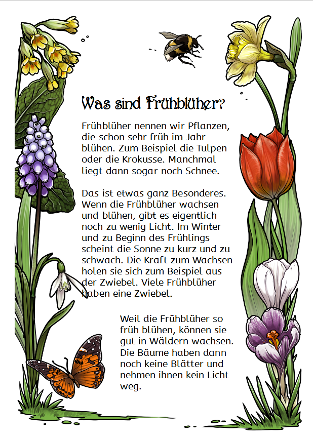 von der zwiebel zur blume