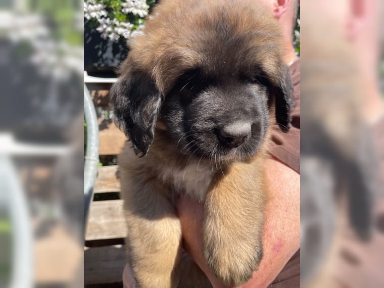 germanischer bärenhund welpe kaufen germanischer bärenhund welpe kaufen