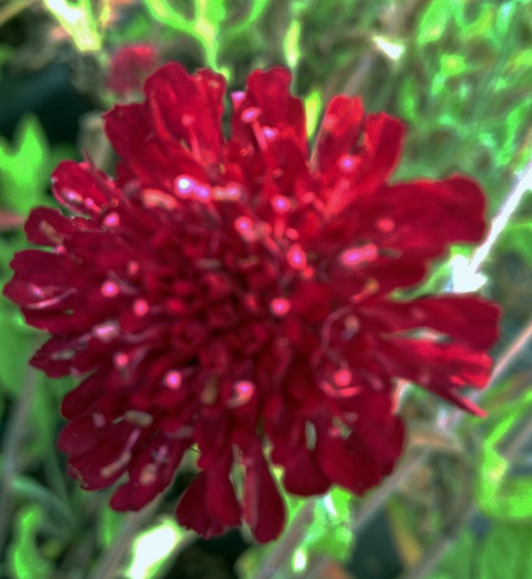 knautia macedonica ‘mars midget’