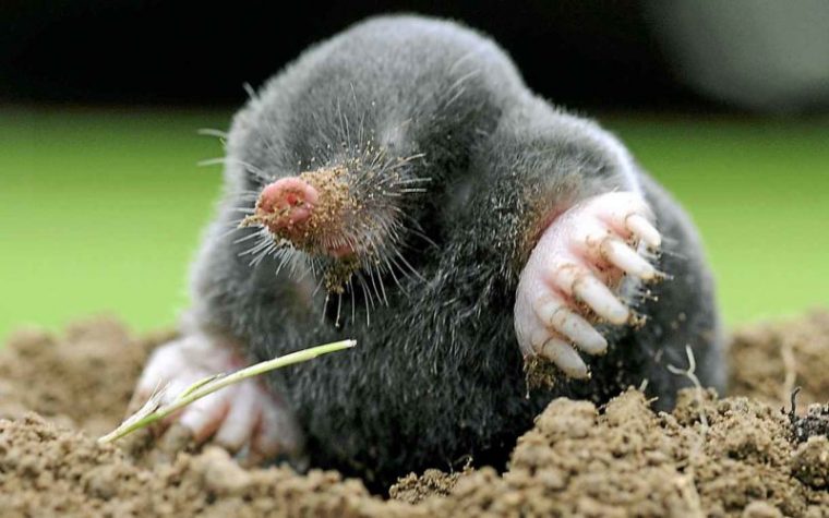 comment chasser les taupes de son jardin comment chasser les taupes de son jardin