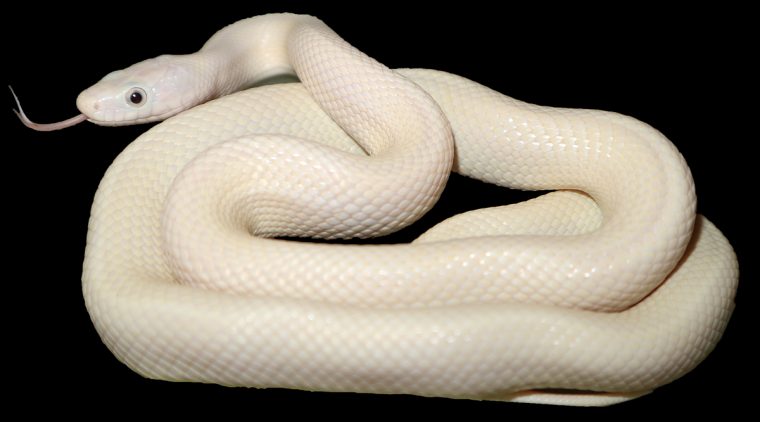 pantherophis obsoletus lindheimeri