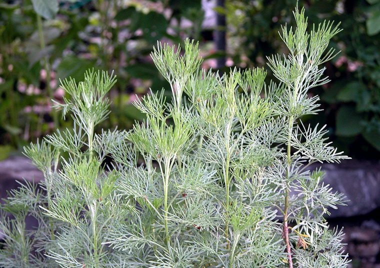 eberraute pflanze kaufen eberraute pflanze kaufen