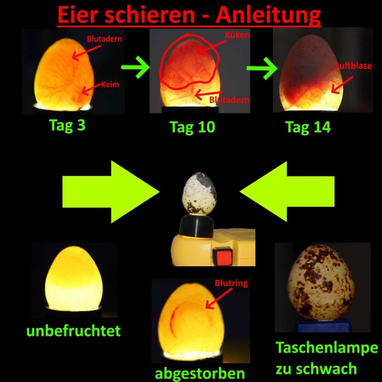 eier schieren tag 6