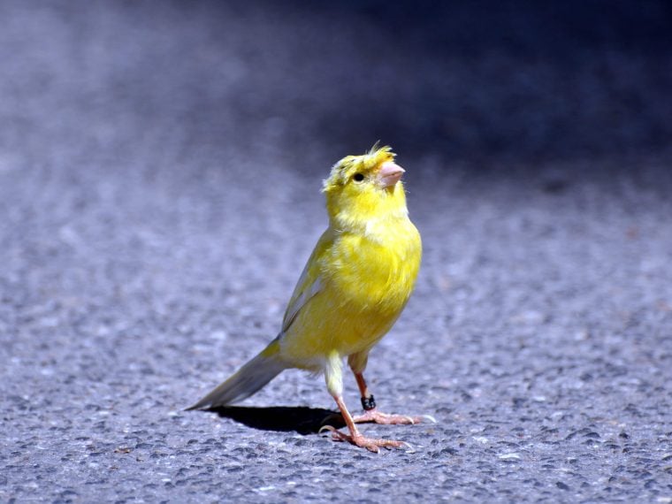 kanarienvogel brütet ständig