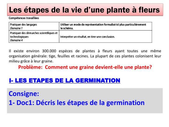 1- Doc1: Décris Les Étapes De La Germination encequiconcerne Schéma D Une Fleur