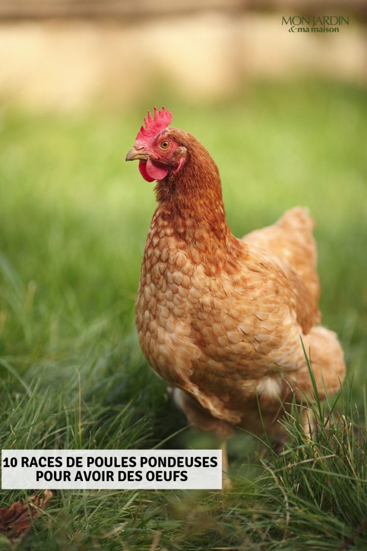 10 Races De Poules Pondeuses Pour Avoir Des Oeufs | Poule dedans Animaux Qui Pondent Des Oeufs