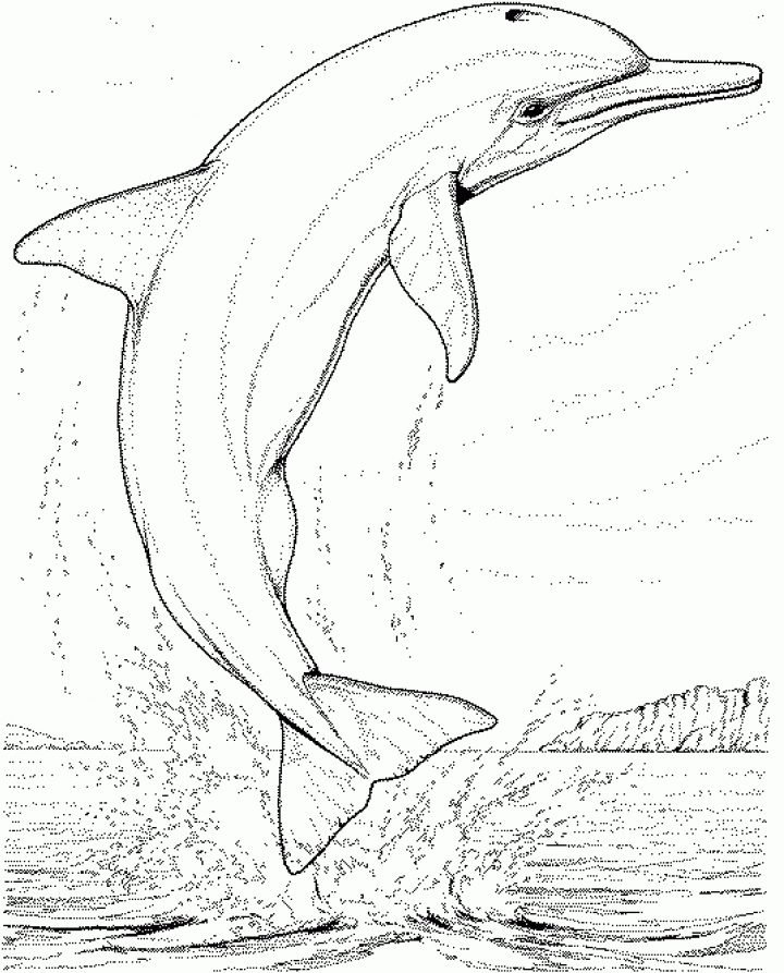 121 Dessins De Coloriage Dauphin À Imprimer encequiconcerne Dessin De Dauphin À Colorier