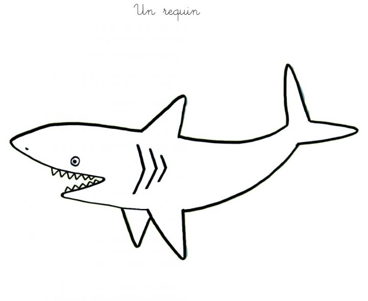 122 Dessins De Coloriage Requin À Imprimer dedans Coloriage Requin Blanc Imprimer