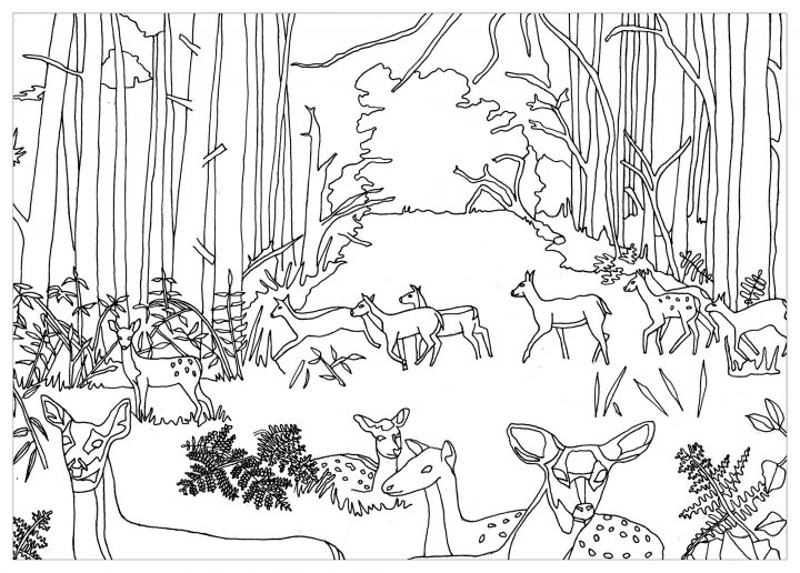 33 Dessins De Coloriage Forêt À Imprimer dedans Dessin De Foret