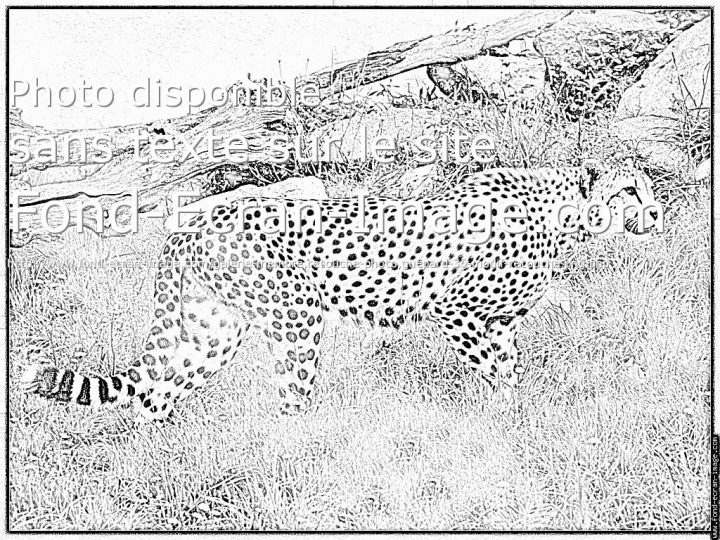 37 Dessins De Coloriage Guepard À Imprimer dedans Guépard Dessin