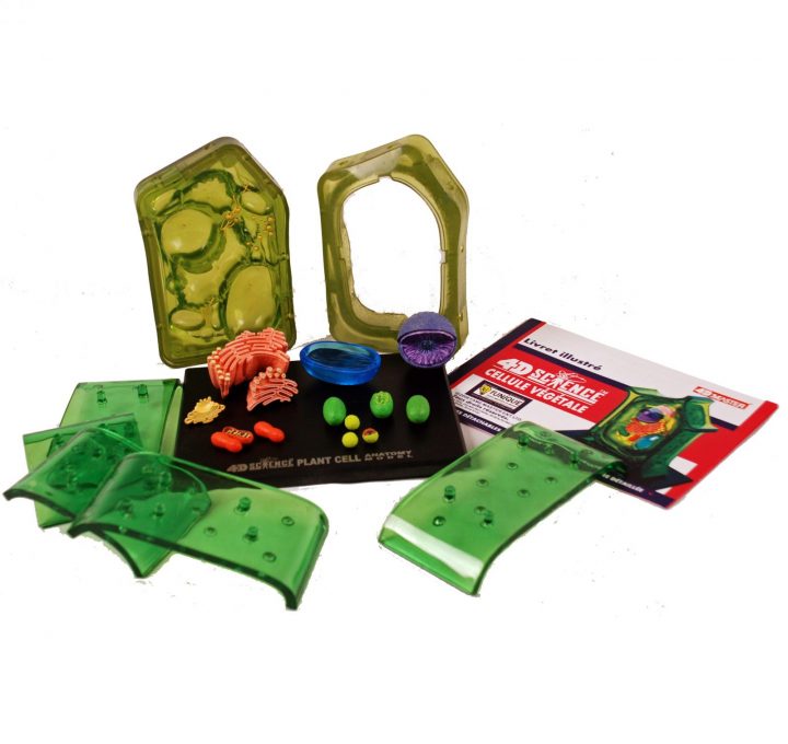 3D Cell Models With Detachable Parts – Animal Cell And Plant Cell – 4D  Puzzle avec Puzzle 5 Ans En Ligne