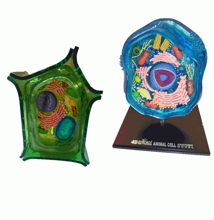 3D Cell Models With Detachable Parts – Animal Cell And Plant Cell – 4D  Puzzle pour Puzzle 5 Ans En Ligne